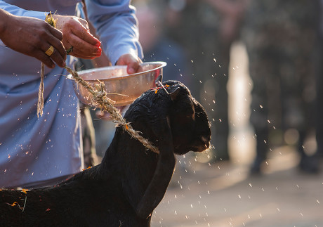 Goat Meat in Dashain